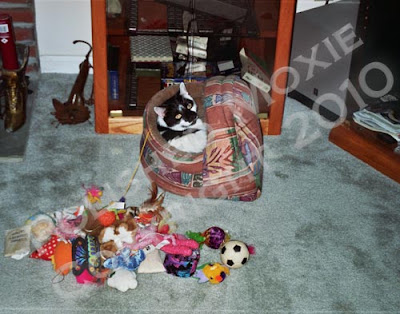 Picture of my cat sitting in his toy box with the cat toys dumped out on the floor