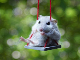 Funny animals of the week - 21 March 2014 (40 pics), funny animal pictures, hamster sits on tiny swing