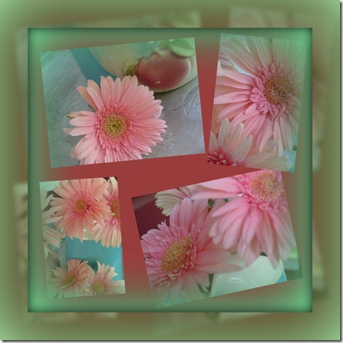 Gerbera collage