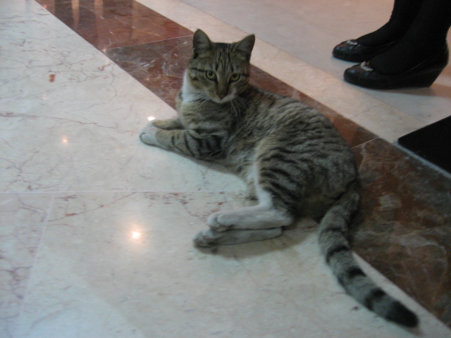Heydar Aliyev Airport cat. Baku, Azerbaijan. January 2012.