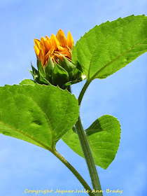 First Artsy Autumn Beauty Sunflower Blossom of 2014