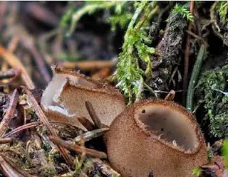 Гриб-ракушка (Humaria hemisphaerica)