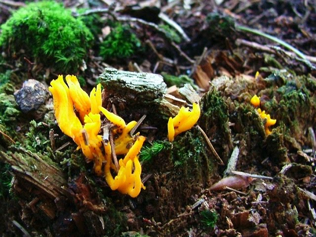 Calocera viscosa