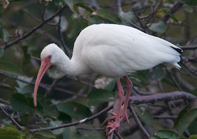 White Ibis (Guara alba)