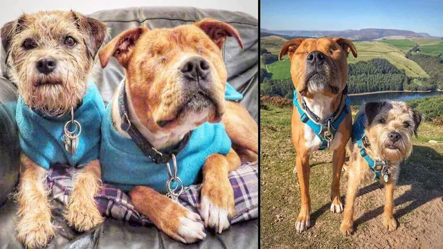 Woman Adopts Blind Puppy And Her Other Dog Becomes Her Guide Dog