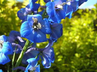 delphinium