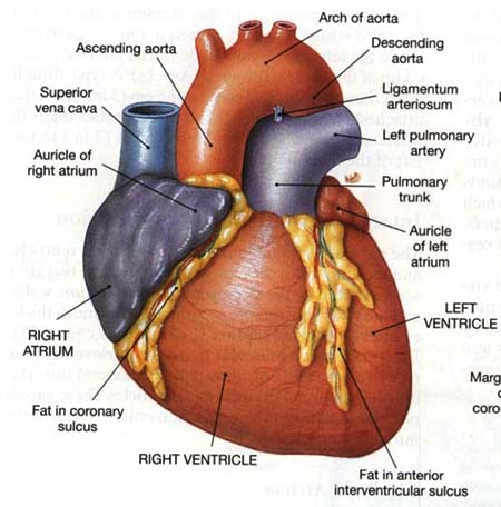human heart drawing. human heart diagram with
