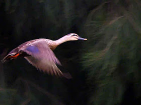 Chinese Spot-billed Duck in Flight