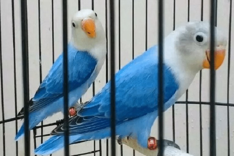 jenis warna biru lovebird