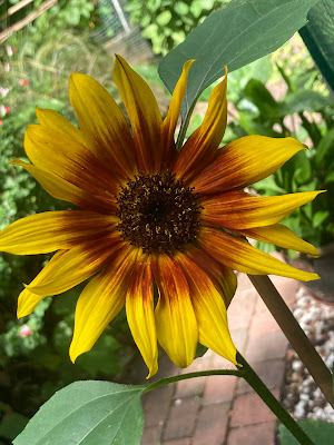 Large yellow sunflower flowerhead