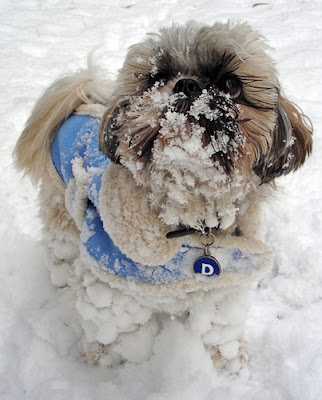 Dogs in The Snow Seen On coolpicturesgallery.blogspot.com Or www.CoolPictureGallery.com