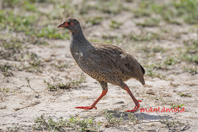 Red-necked spurfowl or red-necked francolin (Pternistis afer)