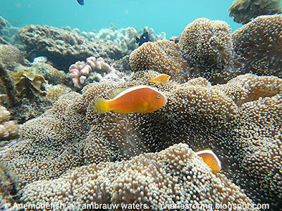 Anemone fish in the coral reef of Sausapor