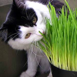 Mengapa Kucing Persia Anggora Memakan Rumput?
