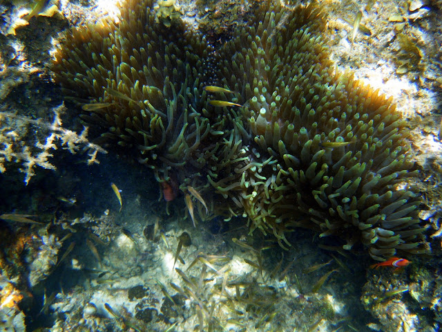 Exotic Island, Port Barton, Palawan