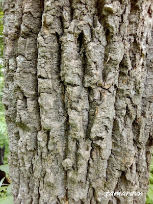 Бархат амурский (Phellodendron amurense)