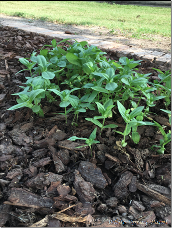 Zinnias-Mary Jo