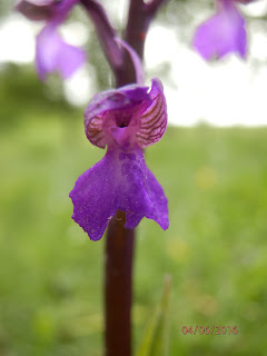 Orchis morio (pentecosta). Fotografia d'Elena Sauleda.