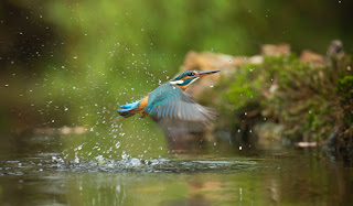 The Kumarakom Bird Sanctuary