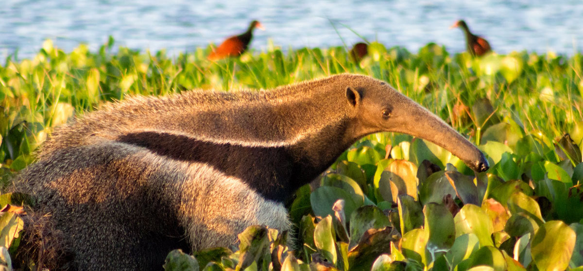  Hewan  Pemakan  Semut Giant Anteater Myrmecophaga tridactyla 