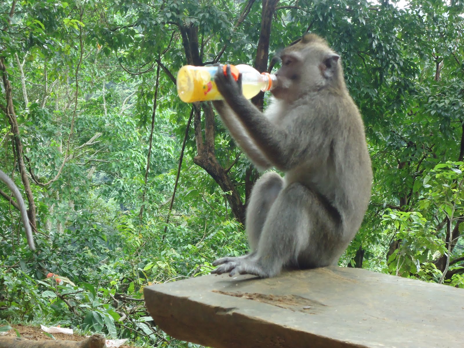 Monyet Minum Minute Maid Pulpy JALAN JALAN MAKAN MAKAN