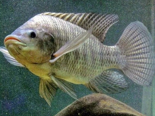  Gambar Ikan Mujair  yang Beda dari Ikan  Nila
