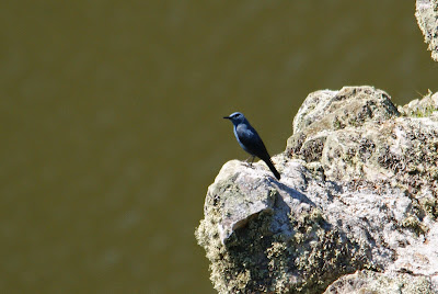 Blauwe Rotslyster - Blauwe Rotslijster - Monticola solitarius