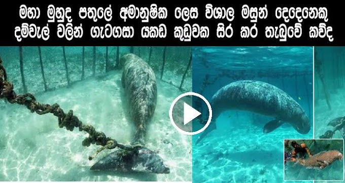 Dugongs Chained Underwater By Fishermen to Make Money from Tourists