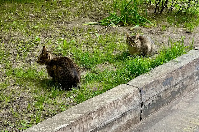 улица Острякова, дворы, коты