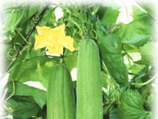 [最も欲しかった] 夏 食材 304203-夏 食材 保存方法