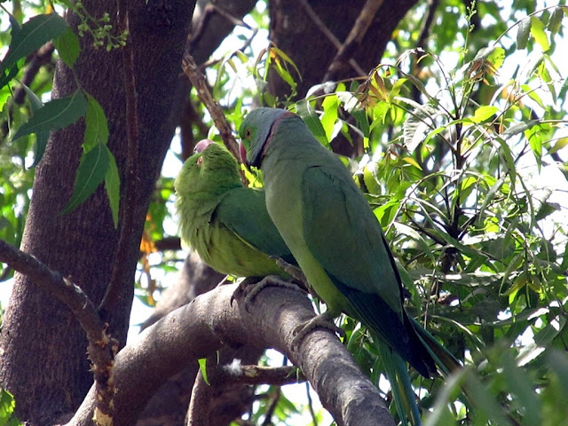 100+ Love Bird Images wallpaper free download HD