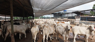 Sapi Impor Asal Australia