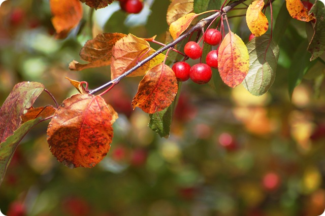 crabapples