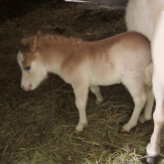 Foal pangare on a chestnut sabino miniature horse