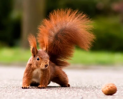 Tiere - Eichhörnchen mit einer Walnuss