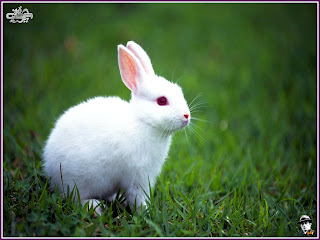 Beautiful Rabbits Wallpapers