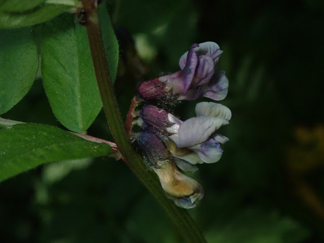 Vicia sepium