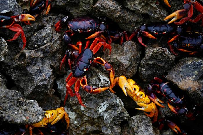 Crab migration in Cuba