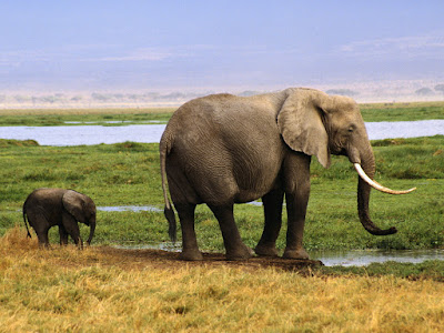 fotos de elefantes con cría  