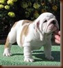 bulldogs01
