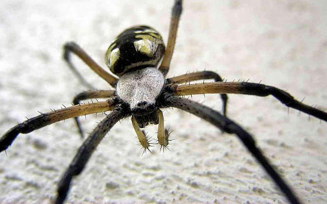 Best top desktop spider wallpapers hd spider pictures images photos 5.jpg