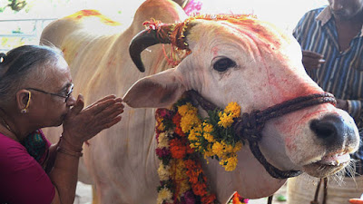 গরুকে ভগবান বললেন ভারতের বিচারপতি