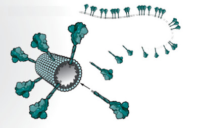 Individual “nanoparticle” studded with up to 14 tailormade spike proteins.