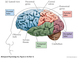   ส่วนประกอบของสมอง, โครงสร้างของสมอง, หน้าที่ของสมองส่วนหน้า, สมองมนุษย์, สมองส่วนกลาง, การทำงานของสมอง, สมองส่วนกลางทําหน้าที่อย่างไร, รูปสมองมนุษย์, รูปภาพ ส่วนประกอบ ของ สมอง