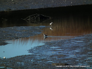 Greater Yellowlegs, 11/13/10, Stage Island Pool Overlook, Parker River NWR