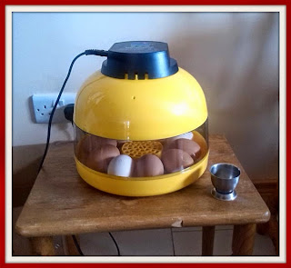 mini egg incubator