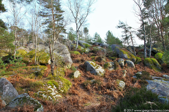 Désert d'Apremont, Forêt de Fontainebleau, Barbizon.