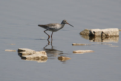 Zwarte Ruiter - Sewyt - Tringa erythropus