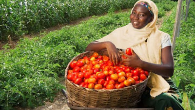 Tomato Farming/Processing on Business Plans and Feasibility Study Report 