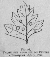 Taches des feuilles de cèleri